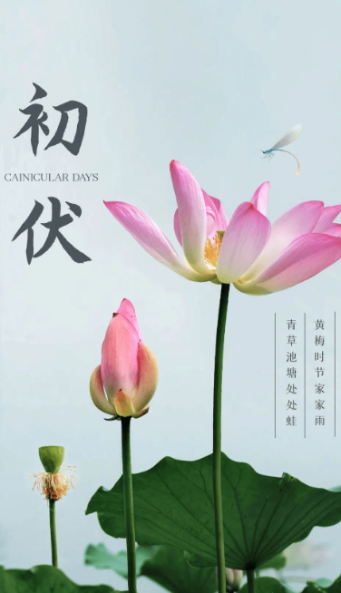 熱、熱、熱！入伏中……(圖1)